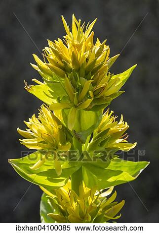 Great Yellow Gentian (Gentiana lutea), Catalonia, Spain, Europe View Large Photo Image Stock Photography - Great Yellow Gentian (Gentiana lutea), Catalonia, Spain, Europe. Fotosearch