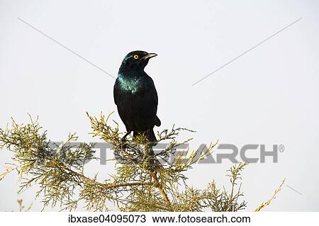 Greater Blue-eared Starling (Lamprotornis chalybaeus) perching on Tamarisk, Djoudj National Park, Senegal, Africa View Large Photo Image Stock Image - Greater Blue-eared Starling (Lamprotornis chalybaeus) perching on Tamarisk, Djoudj National Park, Senegal, Africa. Fotosearch