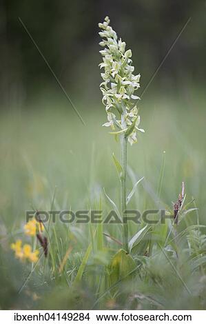 Greater Butterfly-orchid (Platanthera chlorantha), Rothenstein nature reserve, Thuringia, Germany, Europe View Large Photo Image Picture - Greater Butterfly-orchid (Platanthera chlorantha), Rothenstein nature reserve, Thuringia, Germany, Europe. Fotosearch
