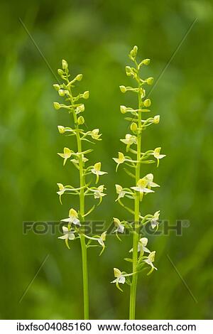 Greater Butterfly Orchid (Platanthera chlorantha), flowering, Thuringia, Germany, Europe View Large Photo Image Stock Image - Greater Butterfly Orchid (Platanthera chlorantha), flowering, Thuringia, Germany, Europe. Fotosearch