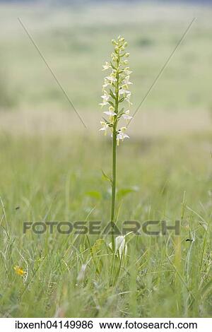 Greater Butterfly-orchid (Platanthera chlorantha), Rothenstein nature reserve, Thuringia, Germany, Europe View Large Photo Image Stock Photograph - Greater Butterfly-orchid (Platanthera chlorantha), Rothenstein nature reserve, Thuringia, Germany, Europe. Fotosearch