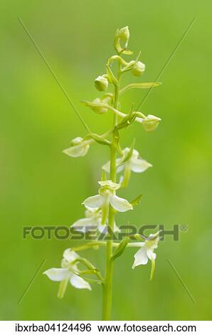 Greater Butterfly-orchid (Platanthera chlorantha), North Rhine-Westphalia, Germany, Europe View Large Photo Image Stock Photograph - Greater Butterfly-orchid (Platanthera chlorantha), North Rhine-Westphalia, Germany, Europe. Fotosearch