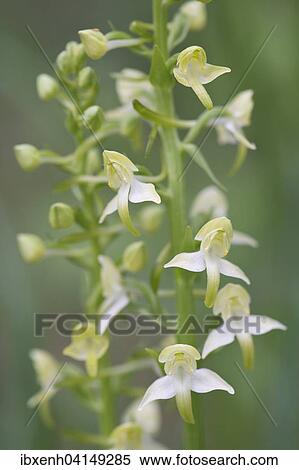 Greater Butterfly-orchid (Platanthera chlorantha), Rothenstein nature reserve, Thuringia, Germany, Europe View Large Photo Image Stock Photography - Greater Butterfly-orchid (Platanthera chlorantha), Rothenstein nature reserve, Thuringia, Germany, Europe. Fotosearch