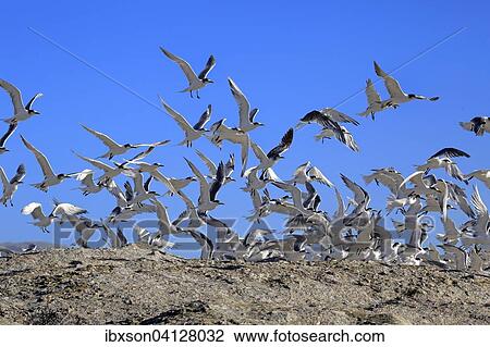 Greater Crested Terns (Thalasseus bergii), flock in flight, Boulders Beach, Simonstown, Western Cape, South Africa, Africa View Large Photo Image Stock Image - Greater Crested Terns (Thalasseus bergii), flock in flight, Boulders Beach, Simonstown, Western Cape, South Africa, Africa. Fotosearch