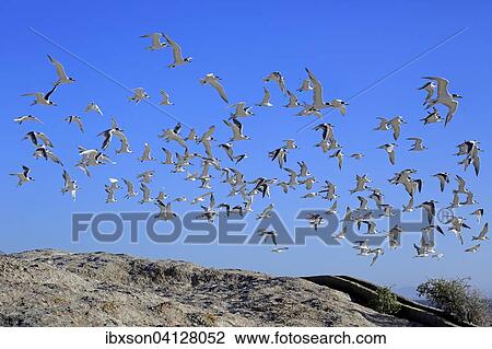 Greater Crested Terns (Thalasseus bergii), flock in flight, Boulders Beach, Simonstown, Western Cape, South Africa, Africa View Large Photo Image Stock Image - Greater Crested Terns (Thalasseus bergii), flock in flight, Boulders Beach, Simonstown, Western Cape, South Africa, Africa. Fotosearch