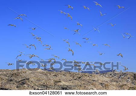 Greater Crested Terns (Thalasseus bergii), flock in flight, Boulders Beach, Simonstown, Western Cape, South Africa, Africa View Large Photo Image Stock Image - Greater Crested Terns (Thalasseus bergii), flock in flight, Boulders Beach, Simonstown, Western Cape, South Africa, Africa. Fotosearch