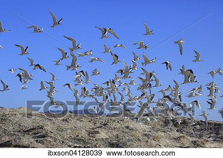 Greater Crested Terns (Thalasseus bergii), flock in flight, Boulders Beach, Simonstown, Western Cape, South Africa, Africa View Large Photo Image Stock Photo - Greater Crested Terns (Thalasseus bergii), flock in flight, Boulders Beach, Simonstown, Western Cape, South Africa, Africa. Fotosearch