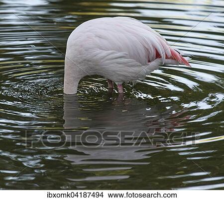 Greater flamingo (Phoenicopterus roseus) with head in water, captive, Baden-Wurttemberg, Germany, Europe View Large Photo Image Picture - Greater flamingo (Phoenicopterus roseus) with head in water, captive, Baden-Wurttemberg, Germany, Europe. Fotosearch
