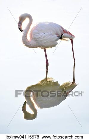 Stock Photo - Greater Flamingo (Phoenicopterus ruber roseus), reflection, captive, Baden-Wurttemberg, Germany, Europe. Fotosearch
