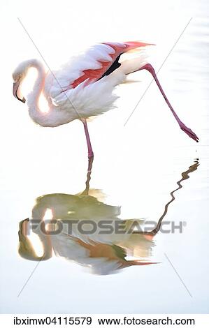 Stock Photo - Greater Flamingo (Phoenicopterus ruber roseus), reflection, captive, Baden-Wurttemberg, Germany, Europe. Fotosearch