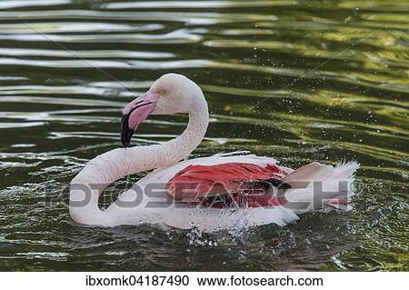 Greater flamingo (Phoenicopterus roseus), captive, Baden-Wurttemberg, Germany, Europe View Large Photo Image Stock Image - Greater flamingo (Phoenicopterus roseus), captive, Baden-Wurttemberg, Germany, Europe. Fotosearch