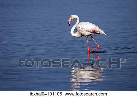 Greater Flamingo (Phoenicopterus roseus), Walvis Bay, Namibia, Africa View Large Photo Image Stock Photography - Greater Flamingo (Phoenicopterus roseus), Walvis Bay, Namibia, Africa. Fotosearch