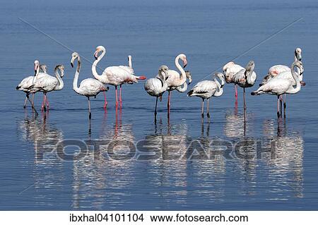 Picture - Greater Flamingos (Phoenicopterus roseus), Walvis Bay, Namibia, Africa. Fotosearch