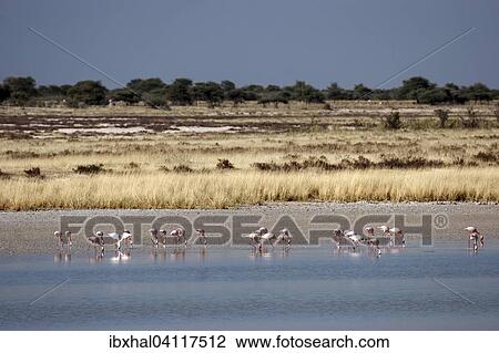 Greater flamingos (Phoenicopterus ruber roseus) in the water, Etosha National Park, Namibia, Africa View Large Photo Image Stock Image - Greater flamingos (Phoenicopterus ruber roseus) in the water, Etosha National Park, Namibia, Africa. Fotosearch