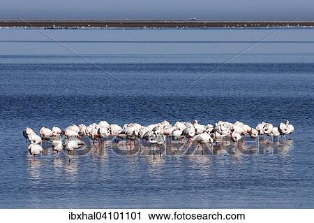 Greater Flamingos (Phoenicopterus roseus), Walvis Bay, Namibia, Africa View Large Photo Image Stock Image - Greater Flamingos (Phoenicopterus roseus), Walvis Bay, Namibia, Africa. Fotosearch