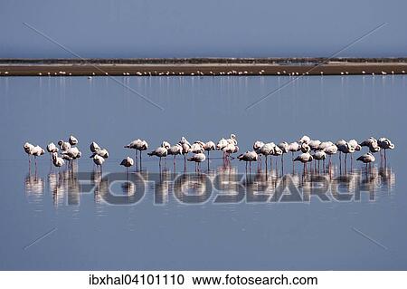 Greater Flamingos (Phoenicopterus roseus), Walvis Bay, Namibia, Africa View Large Photo Image Stock Image - Greater Flamingos (Phoenicopterus roseus), Walvis Bay, Namibia, Africa. Fotosearch