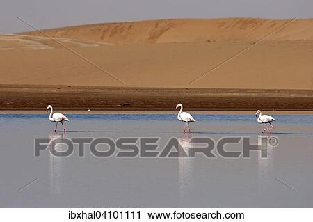 Greater Flamingos (Phoenicopterus roseus), Walvis Bay, sand dunes at the back, Namibia, Africa View Large Photo Image Stock Image - Greater Flamingos (Phoenicopterus roseus), Walvis Bay, sand dunes at the back, Namibia, Africa. Fotosearch