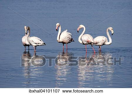 Greater Flamingos (Phoenicopterus roseus), Walvis Bay, Namibia, Africa View Large Photo Image Stock Photo - Greater Flamingos (Phoenicopterus roseus), Walvis Bay, Namibia, Africa. Fotosearch