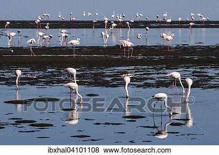 Greater Flamingos (Phoenicopterus roseus), Walvis Bay, Namibia, Africa View Large Photo Image Stock Photo - Greater Flamingos (Phoenicopterus roseus), Walvis Bay, Namibia, Africa. Fotosearch
