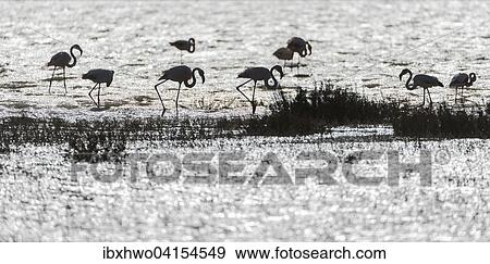 Greater Flamingos (Phoenicopterus roseus), silhouettes in backlight, saltwater lagoon in the Rhone delta, Camargue, Provence-Alpes-Cote d'Azur, France, Europe View Large Photo Image Stock Photo - Greater Flamingos (Phoenicopterus roseus), silhouettes in backlight, saltwater lagoon in the Rhone delta, Camargue, Provence-Alpes-Cote d'Azur, France, Europe. Fotosearch