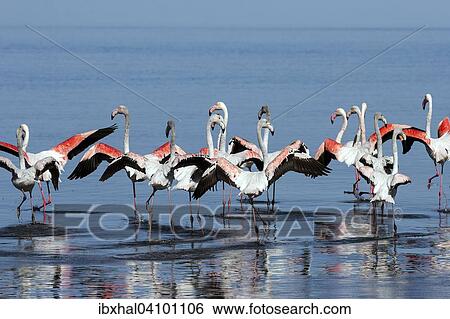Greater Flamingos (Phoenicopterus roseus), Walvis Bay, Namibia, Africa View Large Photo Image Stock Photograph - Greater Flamingos (Phoenicopterus roseus), Walvis Bay, Namibia, Africa. Fotosearch