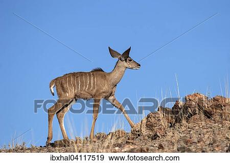 Greater Kudu (Tragelaphus strepsiceros), young, Namibia, Africa View Large Photo Image Stock Photo - Greater Kudu (Tragelaphus strepsiceros), young, Namibia, Africa. Fotosearch