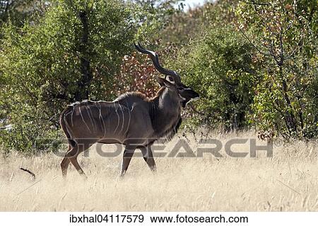 Greater Kudu (Tragelaphus strepsiceros), male, Etosha National Park, Namibia, Africa View Large Photo Image Stock Photo - Greater Kudu (Tragelaphus strepsiceros), male, Etosha National Park, Namibia, Africa. Fotosearch