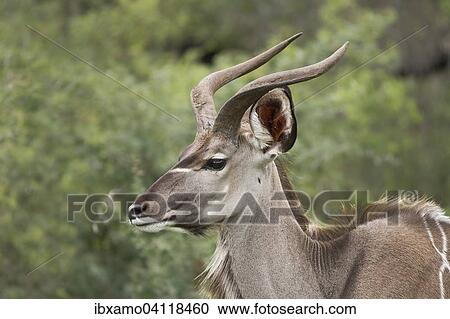 Greater Kudu (Tragelaphus strepsiceros) portrait, close-up of adult male, Kruger National Park, South Africa, Africa View Large Photo Image Stock Image - Greater Kudu (Tragelaphus strepsiceros) portrait, close-up of adult male, Kruger National Park, South Africa, Africa. Fotosearch