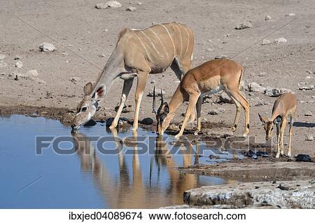 Greater Kudus (Tragelaphus strepsiceros), female, and two male Black-faced impalas (Aepyceros melampus petersi), adult and juvenile, drinking at a waterhole, Etosha National Park, Namibia, Africa View Large Photo Image Picture - Greater Kudus (Tragelaphus strepsiceros), female, and two male Black-faced impalas (Aepyceros melampus petersi), adult and juvenile, drinking at a waterhole, Etosha National Park, Namibia, Africa. Fotosearch