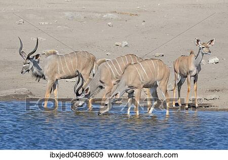 Greater Kudus (Tragelaphus strepsiceros), males, female and young, drinking at a waterhole, Etosha National Park, Namibia, Africa View Large Photo Image Stock Photo - Greater Kudus (Tragelaphus strepsiceros), males, female and young, drinking at a waterhole, Etosha National Park, Namibia, Africa. Fotosearch
