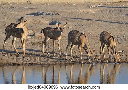 Stock Photograph - Greater Kudus (Tragelaphus strepsiceros), two adult females and two young, drinking at a waterhole, Etosha National Park, Namibia, Africa. Fotosearch