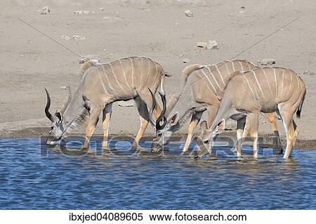 Stock Photography - Greater Kudus (Tragelaphus strepsiceros), two males and one female, drinking at a waterhole, Etosha National Park, Namibia, Africa. Fotosearch