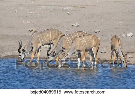 Stock Photography - Greater Kudus (Tragelaphus strepsiceros), males, female and young, drinking at a waterhole, Etosha National Park, Namibia, Africa. Fotosearch
