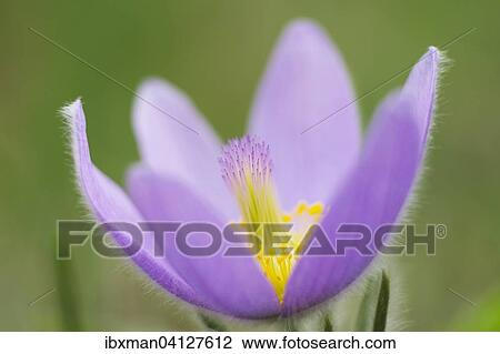Greater Pasque Flower (Pulsatilla grandis, Pulsatilla vulgaris subsp. Grandis), northern Burgenland, Burgenland, Austria, Europe View Large Photo Image Stock Image - Greater Pasque Flower (Pulsatilla grandis, Pulsatilla vulgaris subsp. Grandis), northern Burgenland, Burgenland, Austria, Europe. Fotosearch