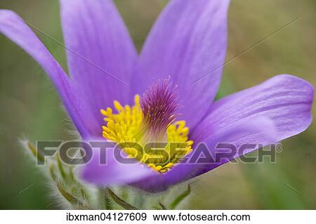 Stock Photo - Greater Pasque Flower (Pulsatilla grandis, Pulsatilla vulgaris subsp. Grandis), northern Burgenland, Burgenland, Austria, Europe. Fotosearch