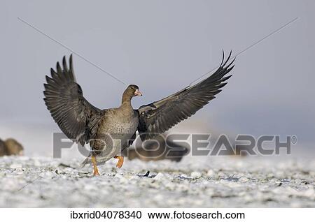 Greater white-fronted goose (Anser albifrons), juvenile landing in a meadow with snow, North Rhine-Westphalia, Germany, Europe View Large Photo Image Stock Image - Greater white-fronted goose (Anser albifrons), juvenile landing in a meadow with snow, North Rhine-Westphalia, Germany, Europe. Fotosearch