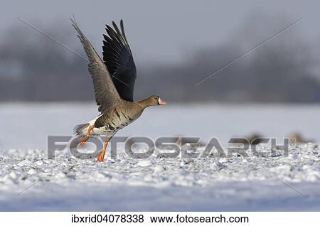 Greater white-fronted goose (Anser albifrons) starting in a meadow with snow, North Rhine-Westphalia, Germany, Europe View Large Photo Image Stock Photo - Greater white-fronted goose (Anser albifrons) starting in a meadow with snow, North Rhine-Westphalia, Germany, Europe. Fotosearch