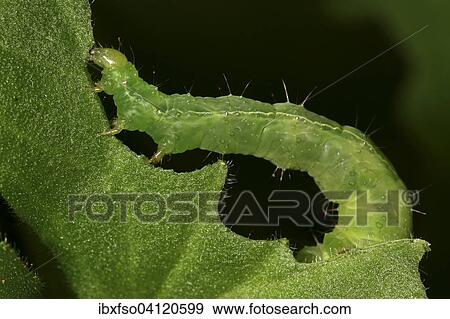 Green caterpillar (Lepidoptera) feeding on a leaf, Germany, Europe View Large Photo Image Stock Photo - Green caterpillar (Lepidoptera) feeding on a leaf, Germany, Europe. Fotosearch