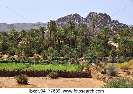 Green field with date palms, Rachid oasis, Tagant region, Mauritania, Africa View Large Photo Image Stock Photo - Green field with date palms, Rachid oasis, Tagant region, Mauritania, Africa. Fotosearch