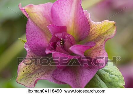 Stock Image - Green Hellebore (Helleborus orientalis), Bavaria, Germany, Europe. Fotosearch