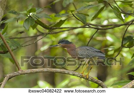 Stock Image - Green Heron (Butorides virescens) perched on a branch, Puntarenas Province, Costa Rica, North America. Fotosearch