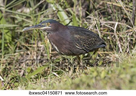 Green heron (Butorides virescens), Florida, USA View Large Photo Image Stock Image - Green heron (Butorides virescens), Florida, USA. Fotosearch