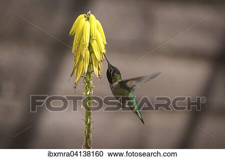 Stock Image - Green hummingbird (Trochilida) in flight, sucking nectar, on a yellow flower, Arizona, USA. Fotosearch