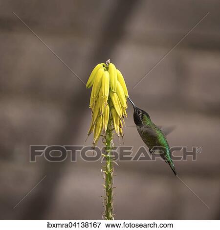 Green hummingbird (Trochilida) in flight, sucking nectar, on a yellow flower, Arizona, USA View Large Photo Image Stock Photo - Green hummingbird (Trochilida) in flight, sucking nectar, on a yellow flower, Arizona, USA. Fotosearch