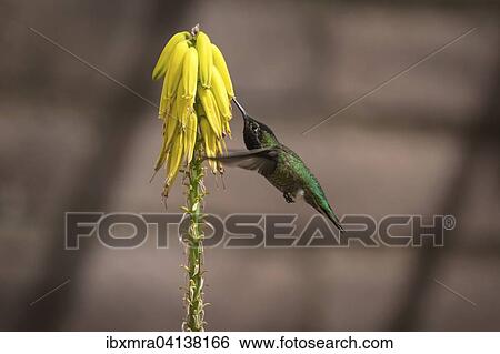 Green hummingbird (Trochilida) in flight, sucking nectar, on a yellow flower, Arizona, USA View Large Photo Image Stock Photograph - Green hummingbird (Trochilida) in flight, sucking nectar, on a yellow flower, Arizona, USA. Fotosearch