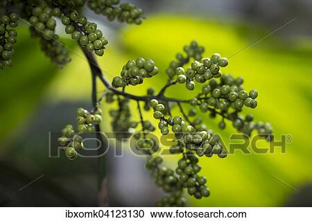 Stock Image - Green Pepper (Piper nigrum) on the shrub, Kerala, India, Asia. Fotosearch