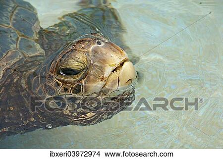 Green Sea Turtle (Chelonia mydas) in the water, Big Island, Hawaii, USA View Large Photo Image Picture - Green Sea Turtle (Chelonia mydas) in the water, Big Island, Hawaii, USA. Fotosearch