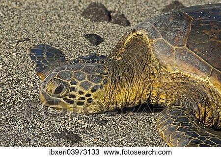 Green Sea Turtle (Chelonia mydas) on the beach, Big Island, Hawaii, USA View Large Photo Image Stock Image - Green Sea Turtle (Chelonia mydas) on the beach, Big Island, Hawaii, USA. Fotosearch