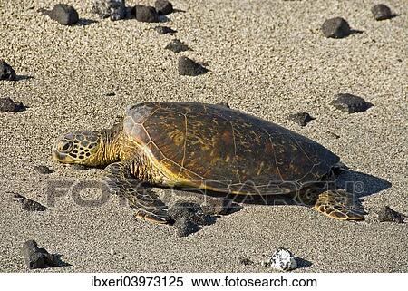 Green Sea Turtle (Chelonia mydas) on the beach, Big Island, Hawaii, USA View Large Photo Image Stock Photography - Green Sea Turtle (Chelonia mydas) on the beach, Big Island, Hawaii, USA. Fotosearch