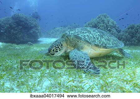 Picture - Green Sea Turtle (Chelonia mydas), Bohol Sea, Philippines, Asia. Fotosearch